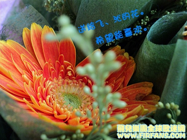 送给飞、沁的花.jpg
